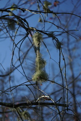 Usnea trichodea