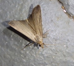 Tathorhynchus fallax