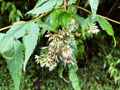 Eupatorium tashiroi