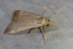 Tathorhynchus fallax