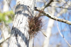 Tillandsia setacea