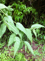 Eupatorium tashiroi