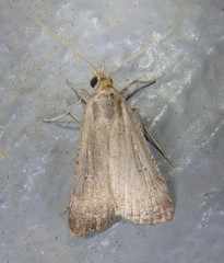 Tathorhynchus fallax