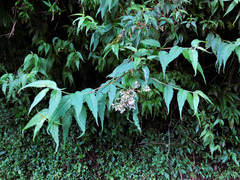 Eupatorium tashiroi
