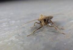 Tathorhynchus fallax