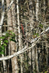 Tillandsia balbisiana