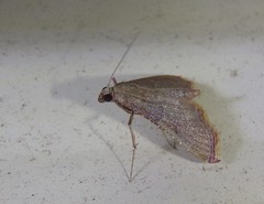 Endotricha mesenterialis