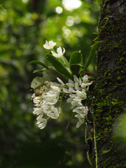 Sarcochilus niveus
