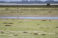 Anarhynchus frontalis