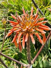 Aloe maculata