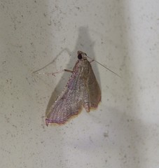 Endotricha mesenterialis