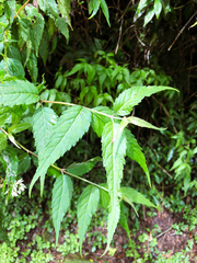 Eupatorium tashiroi