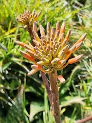 Aloe maculata
