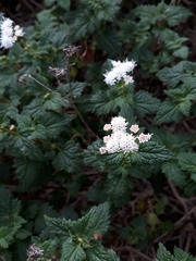 Ageratina glechonophylla