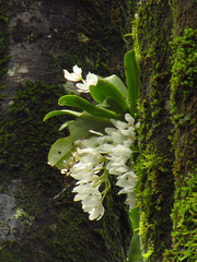 Sarcochilus niveus