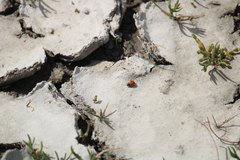 Coccinella undecimpunctata