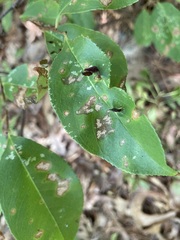 Eriophyes cerasicrumena