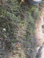 Porella platyphylla