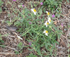 Melampodium cinereum