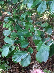 Hamamelis × intermedia