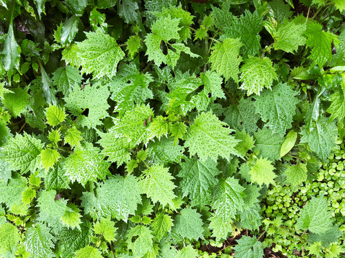 Urtica thunbergiana (Urtica thunbergiana)