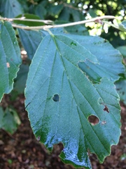 Hamamelis × intermedia