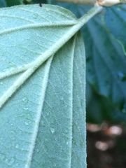Hamamelis × intermedia