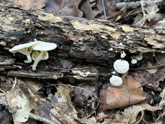 Marasmiellus candidus