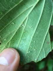 Hamamelis × intermedia