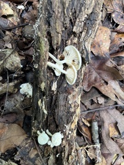 Marasmiellus candidus