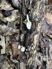 Marasmiellus candidus