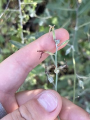 Lyrocarpa coulteri