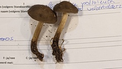 Melanoleuca polioleuca