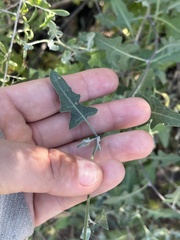 Lyrocarpa coulteri