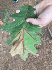 Apiognomonia errabunda