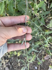 Lyrocarpa coulteri