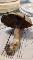 Agaricus brunneolus