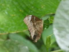 Morpho menelaus