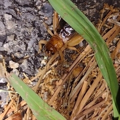 Anurogryllus arboreus