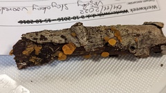 Dacrymyces capitatus