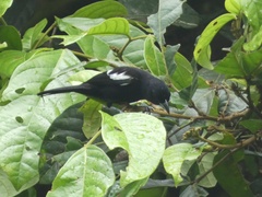 Loriotus luctuosus