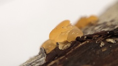 Dacrymyces capitatus