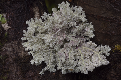 Sphaerophorus stereocauloides