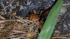 Anurogryllus arboreus