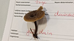 Clitocybe barbularum