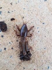 Gryllotalpa australis