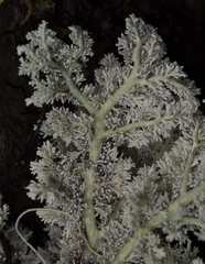 Sphaerophorus stereocauloides