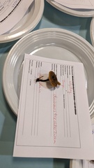 Clitocybe barbularum