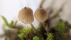 Mycena olivaceomarginata