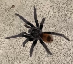 Tliltocatl epicureanus